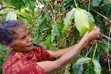 Labajo Flores Coffee Masuk 100 Besar Food startup Indonesia Wakili NTT