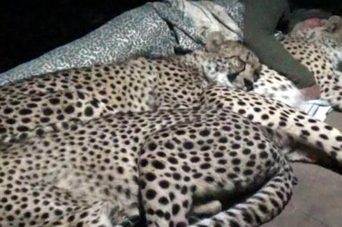 Teliti Siklus Tidur, Pria Ini Rela Tidur Bersebelahan dengan Cheetah