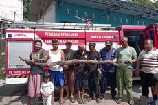 Mangsa Ternak dan Resahkan Warga, Ular Piton 3,5 Meter Dievakuasi Petugas Damkar Semarang
