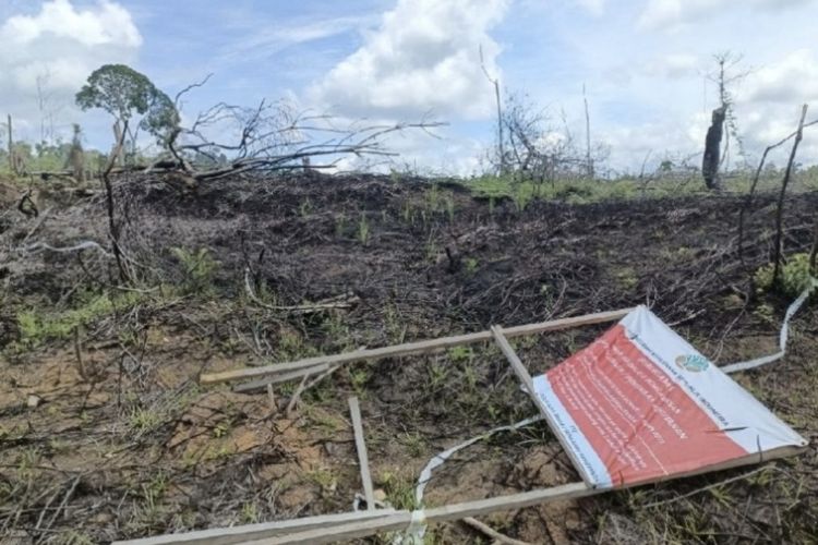 Sebut Operasi Satgas Hanya Simbolik, Genesis: Kebun Sawit Ilegal di Habitat Gajah Bengkulu Masih Utuh