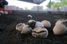 Ribuan Telur Penyu Ditetaskan di Pantai Boom Banyuwangi