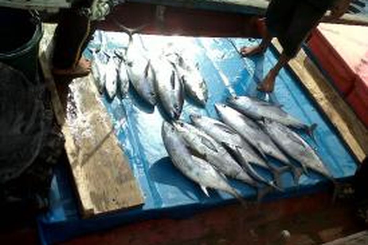 Hasil tangkapan di perairan Bengkulu berupa berupa ikan tuna