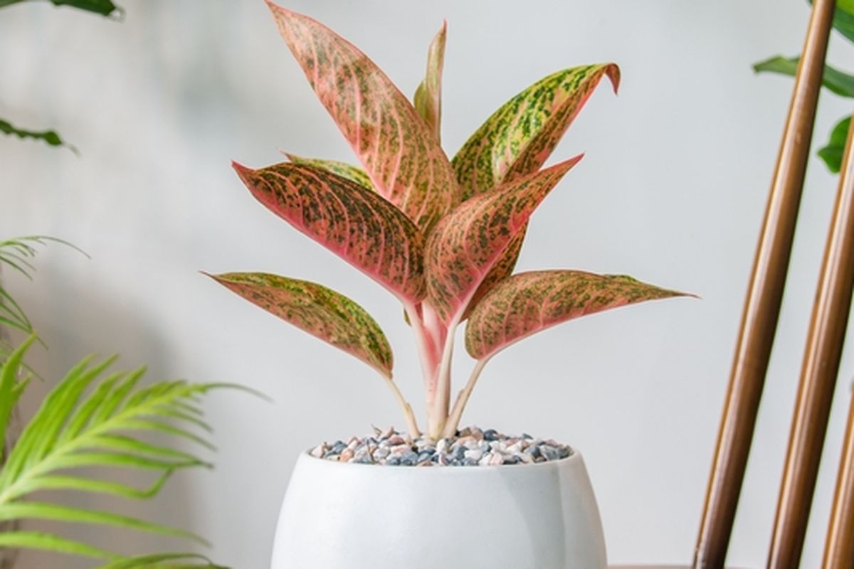 Ilustrasi tanaman hias Aglonema Harlequin. 