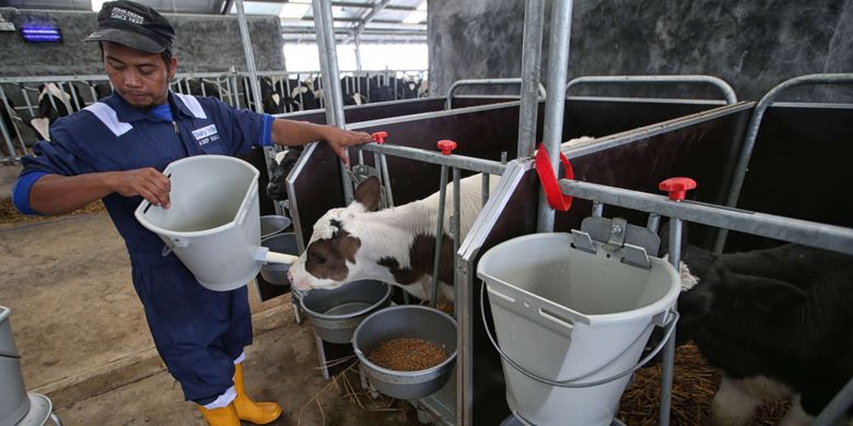 Suasana kandang sapi perah Desa Susu (Dairy Village), Ciater, Jawa Barat, Selasa (11/12/2018). Peternakan sapi perah mandiri modern dan berkelanjutan pertama di Indonesia ini merupakan kerjasama Frisian Flag Indonesia dan Koperasi Peternak Sapi Bandung Utara Lembang.