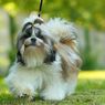 10 Ras Anjing yang Mirip Shih Tzu, Penampilannya Menggemaskan