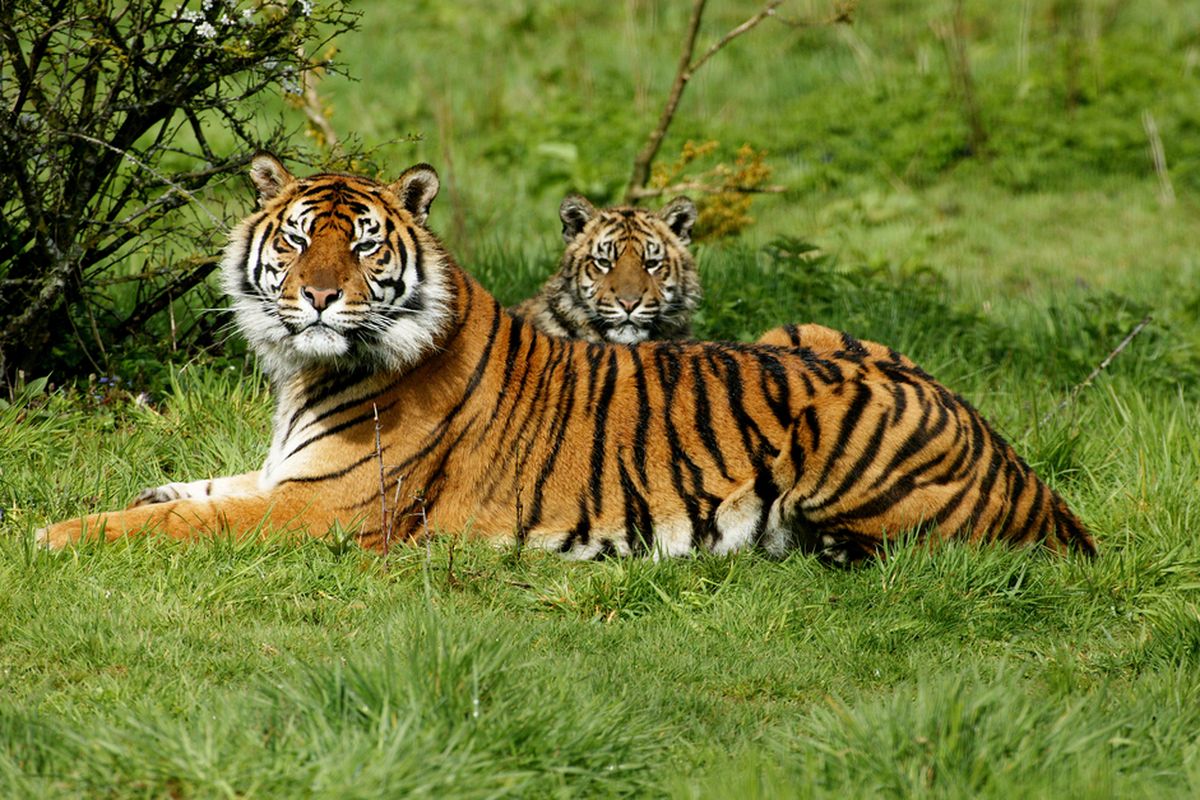Panthera tigris sumatrae, salah satu kucing hutan