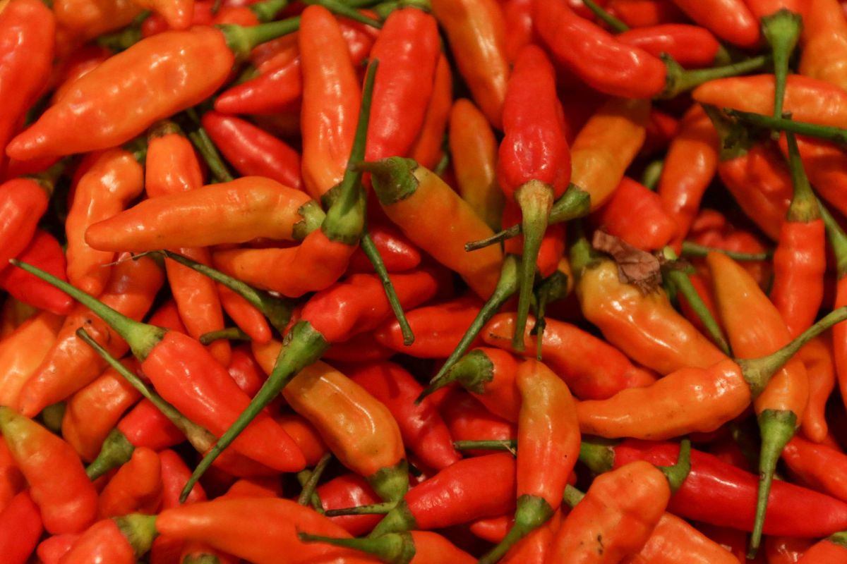Foto stok: Cabai rawit merah.