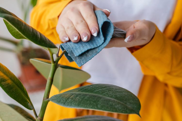 Membersihkan Daun Tanaman dari Debu: Panduan Lengkap untuk Tanaman Hias yang Sehat dan Berkilau