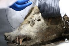 Seperti Apa Beruang Prasejarah yang Ditemukan di Permafrost Siberia?