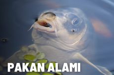 Mengenal Pakan Alami dalam Budidaya Ikan 