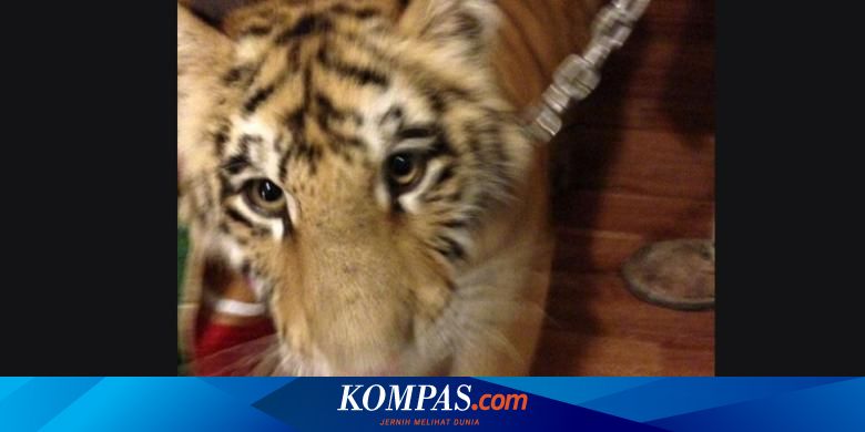 Pelihara 3 Harimau  di  Belakang  Rumah Wanita Ini Ditangkap 