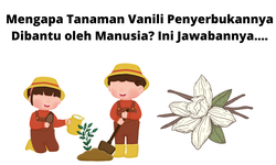 Mengapa Tanaman Vanili Penyerbukannya Dibantu oleh Manusia? Ini Jawabannya....