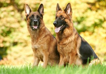 Jangan Salah, Ini 5 Perbedaan German Shepherd dan Belgian Shepherd