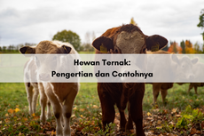 Hewan Ternak: Pengertian dan Contohnya