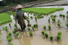 Moeldoko Sebut Produktivitas Padi di Indonesia Perlu Ditingkatkan