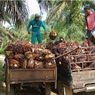 Perang AS-Israel Vs Iran Picu Lonjakan Harga CPO, Petani Sawit Bisa Paling Terdampak