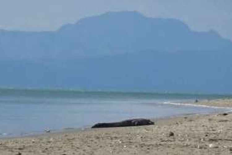 Seekor buaya besar naik ke bibir pantai Wisata Lasiana, Kota Kupang membuat warga ketakutan