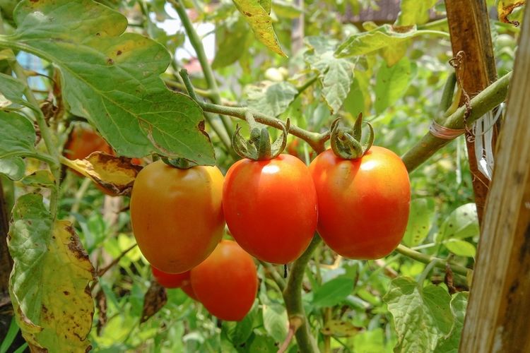 Ilustrasi tanaman tomat, menanam tomat. 
