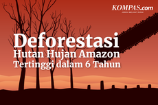 INFOGRAFIK: Deforestasi Hutan Hujan Amazon Tertinggi dalam 6 Tahun Terakhir