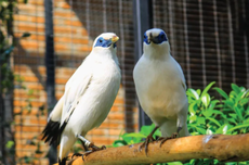 Aviary Park Bintaro: Harga Tiket Masuk dan Fasilitasnya