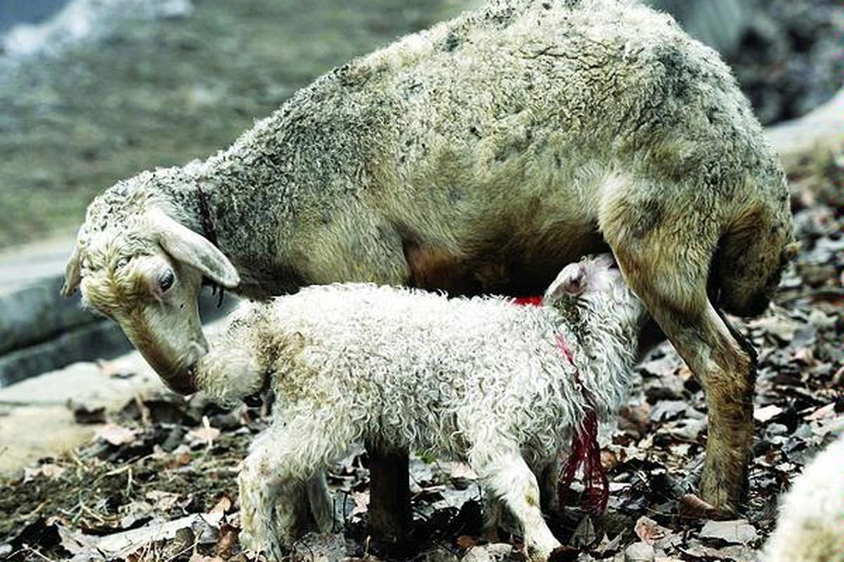 Pihak berwenang di China melakukan penelitian dan pengujian terhadap sejumlah domba di pinggiran kota Beijing setelah media memberitakan, domba-domba di  Lijin, Provinsi Shandong, diberi zat adiktif ilegal. Zat ini diberikan agar daging domba berkualitas, seperti otot lebih kuat dan kadar lemaknya berkurang. Kandungan zat clenbuterol terdeteksi ada   pada domba-domba hidup di daerah peternakan domba, Lijin. 