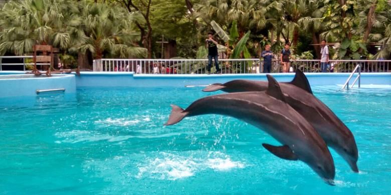 Dolphin Bay di Ocean Dream Samudra, Senin (19/12/2016), di mana pengunjung dapat berinteraksi dengan lumba-lumba. 