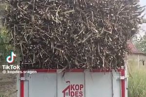 Truk Kopdes Merah Putih Sragen Dipakai Angkut Tebu, Ternyata Disewakan Ketua Koperasi