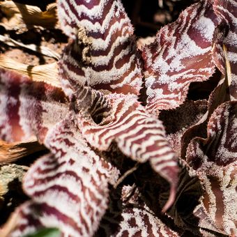 Ilustrasi tanaman zebra (Cryptanthus zonatus).