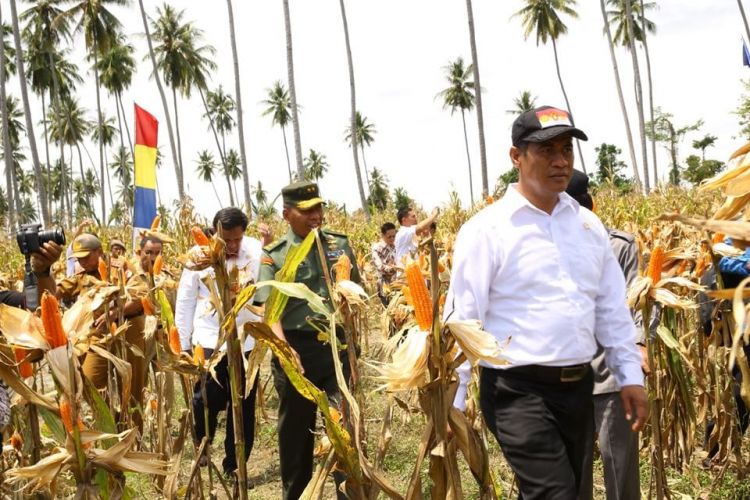 Menteri Pertanian Andi Amran Sulaiman saat melakukan panen jagung di salah satu daerah di Indonesia