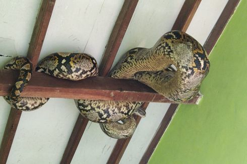 Ular Sanca Sepanjang 4 Meter Ditemukan di Plafon Rumah Warga di Jombang