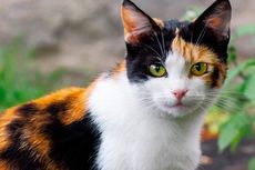 11 Fakta Menarik Kucing Calico, Bisa Bawa Keberuntungan