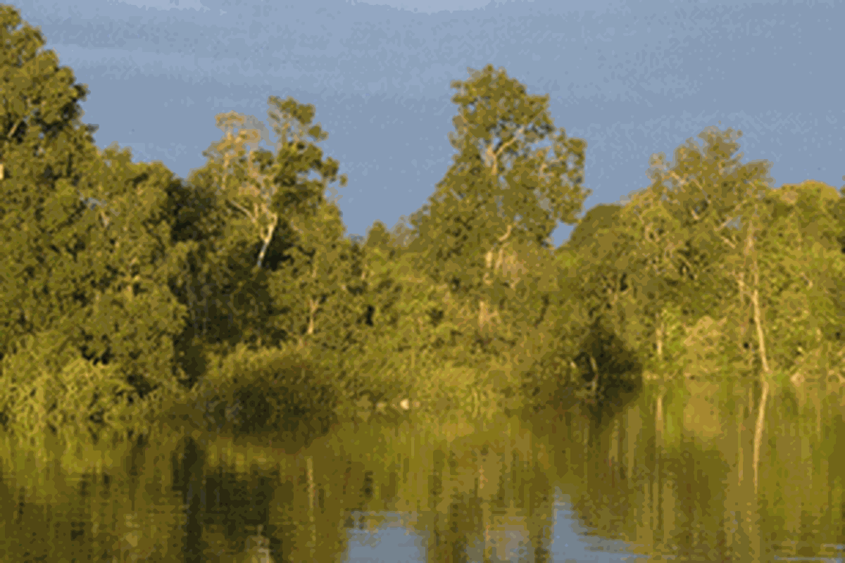 Pinggir sungai di Kalimantan.