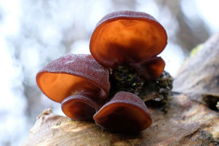 Ilustrasi jamur kuping. 