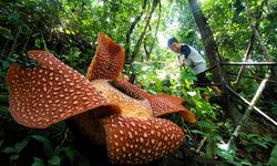 Festival Bumi Rafflesia Kembali Digelar, 6 Negara Sahabat Turut Hadir 