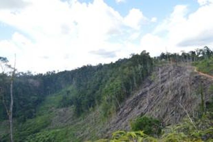 Hutan gundul akibat pencurian kayu dan perambahan tampak terjadi dengan intensitas tinggi di Kabupaten Mukomuko, Provinsi Bengkulu