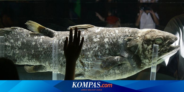 Apa Kabar Ikan Raja Laut Hewan  Purba  di Laut Sulawesi  