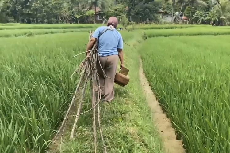 Barkah, warga Kabupaten Lebak, Banten, beralih ke kayu bakar untuk memasak karena sulit mencari gas, Senin (3/2/2025).