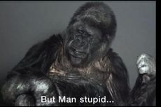 Koko, Gorila yang Pandai Bahasa Isyarat Itu Mati