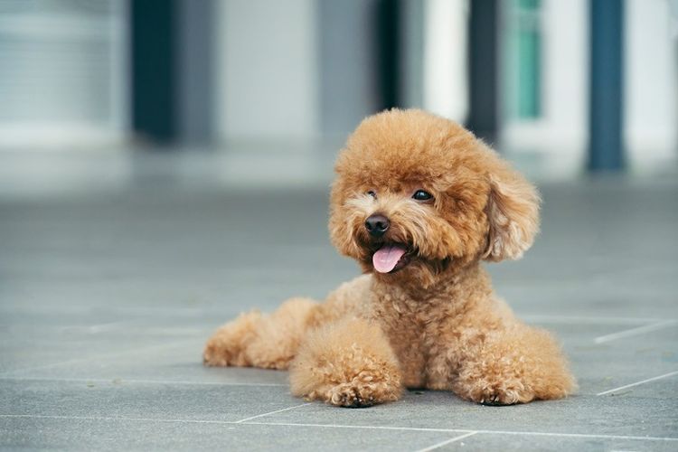 Ilustrasi anjing - Ras anjing pudel jenis Toy Poodle.