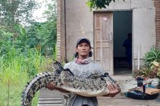 Niat Mancing Ikan di Sungai, Kakak Adik Ini Malah Dapat Buaya 2 Meter