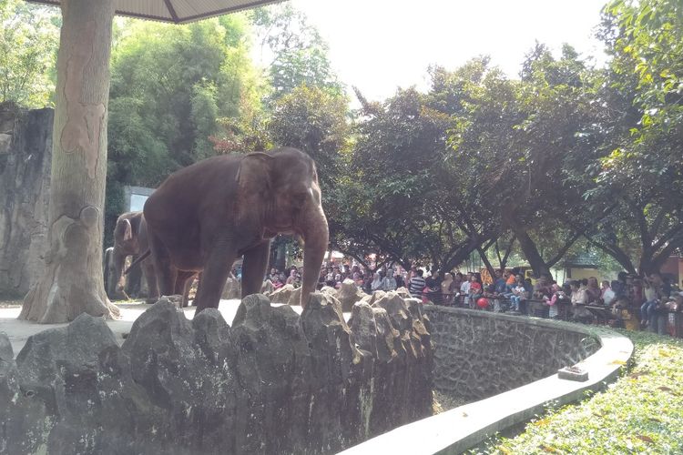 Wahana Gajah di Taman Margasatwa Ragunan, Kamis (6/6/2019)