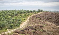 Ekspansi Sawit Picu Banjir Sumatera, Mandatori B50 Perlu Dikaji Ulang