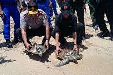 Penyelundupan 45 Penyu dari Madura Digagalkan, Tiga Orang Buron