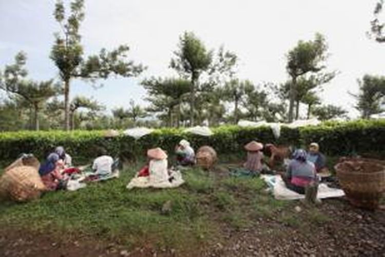 Pemetik teh menikmati bekal mereka sebelum memulai bekerja di area kebun teh yang dikelola oleh Pusat Penelitian Teh dan Kina Gambung di Desa Mekarsari, Pasir Jambu, Kabupaten Bandung, Rabu (3/7/2013).