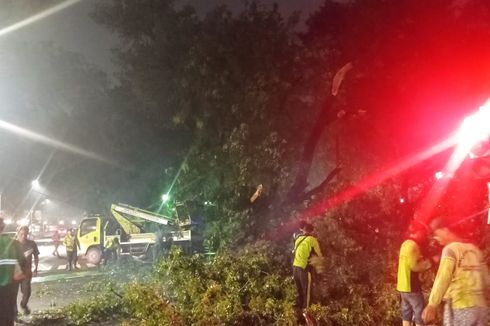 4 Pohon di Jakpus Tumbang Imbas Hujan Deras, Pemkot Akan Pangkas Pohon Rawan Tumbang