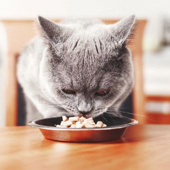 Ilustrasi kucing sedang makan. 