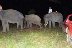 Sering Masuk dan Rusak Kebun Warga, Gajah Kaesang dan Dodo Dievakuasi