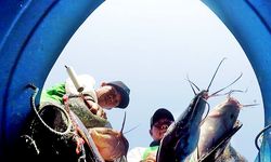 KKP Melalui BRSDM Kembangkan Budidaya Ikan Lele Mutiara