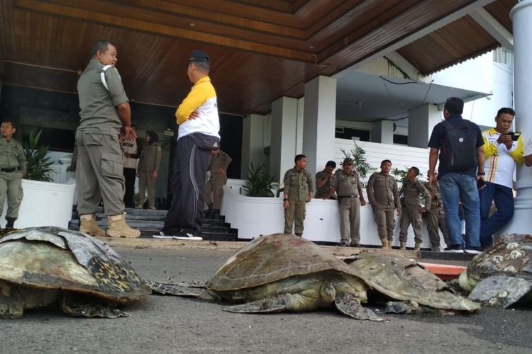 Mahasiswa membawa 4 bangkai penyu ke kantor Gubernur Bengkulu