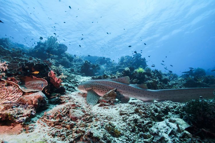 Keindahan bawah laut Ternate, Maluku Utara.